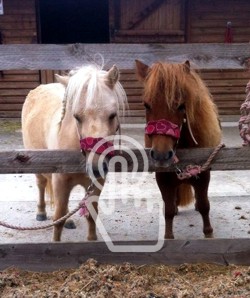 The Andover Riding School Tinies